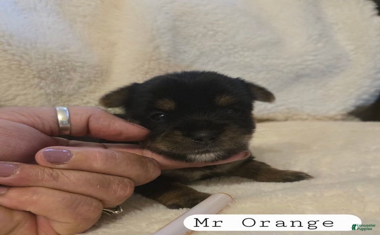 Yorkshire Terrier dogs for sale - Ad 2