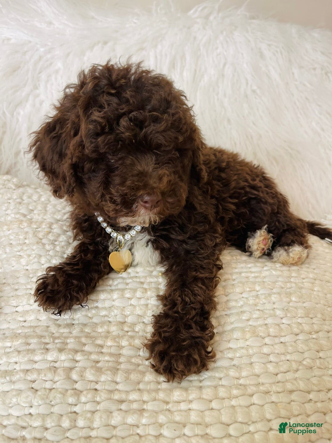 Mini Bernedoodle dogs for sale: Coco Bean - Image 6