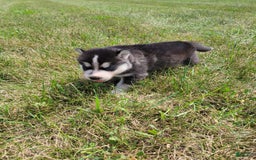 Siberian Husky dogs for sale: Bella - Image 3