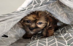 Shorkie dogs for sale: Flounder - Image 3