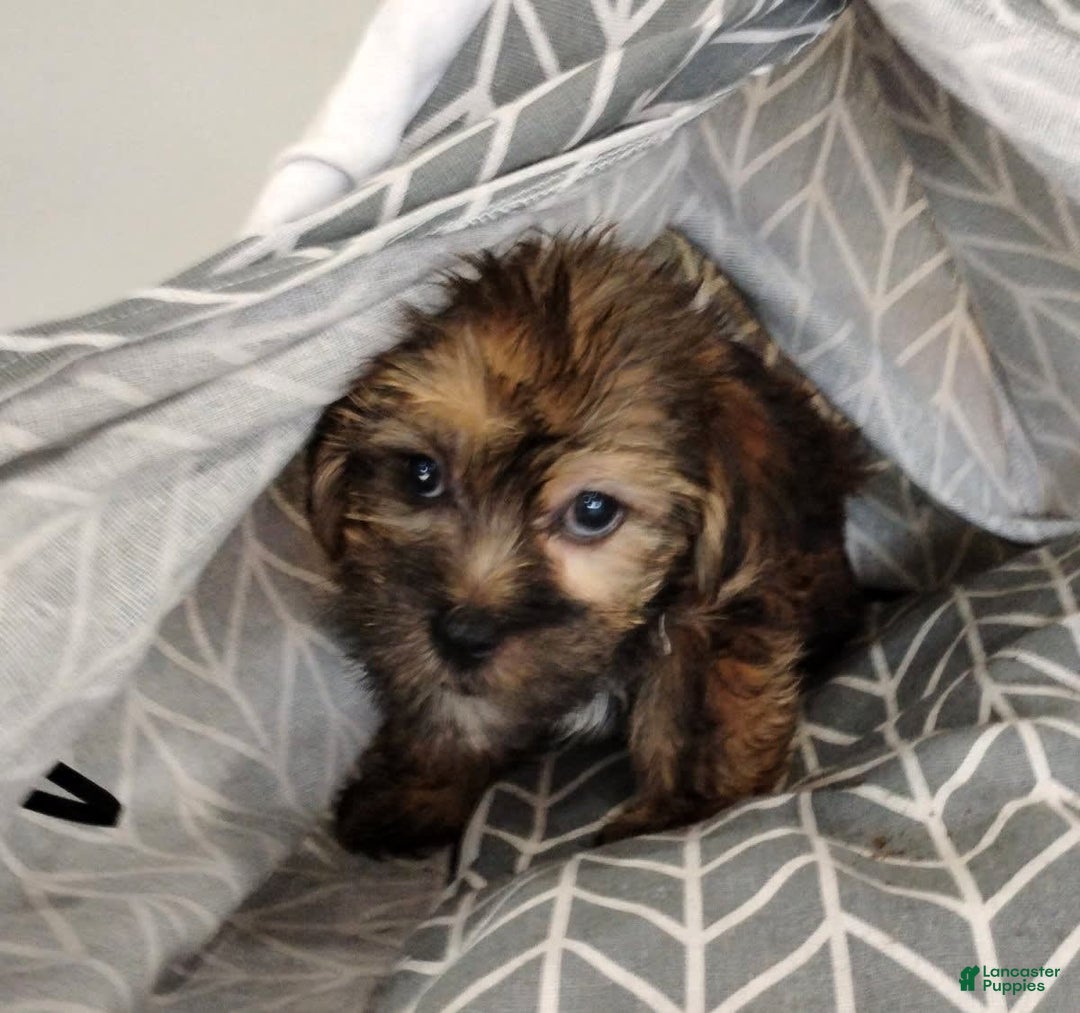 Shorkie dogs for sale: Flounder - Image 3