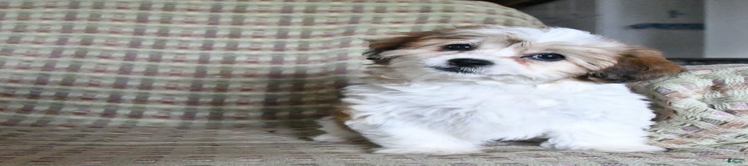 Bailey