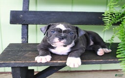 Olde English Bulldogge dogs for sale: Ravin - Image 2