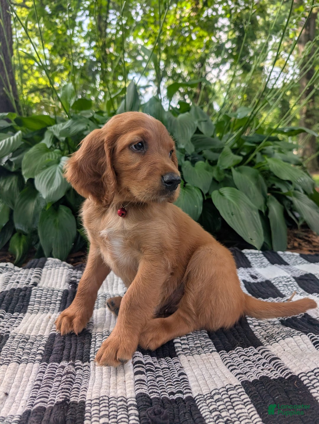 Irish Setter dogs for sale: Red Collar - Image 1