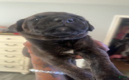 Cane Corso dogs for sale: Green - Image 1