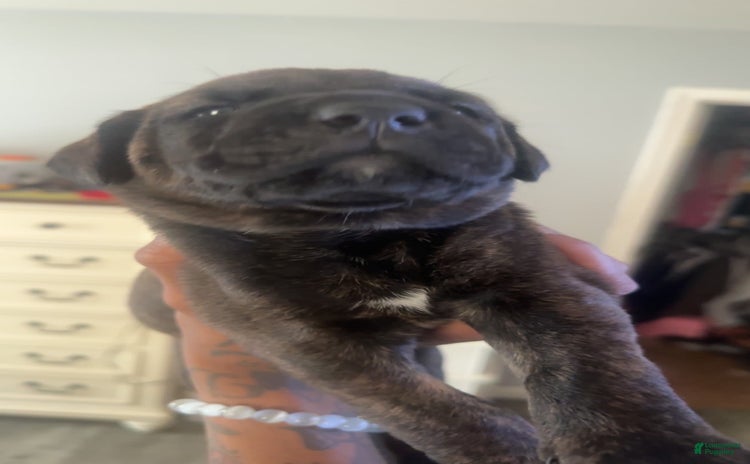 Cane Corso dogs for sale - Ad 5
