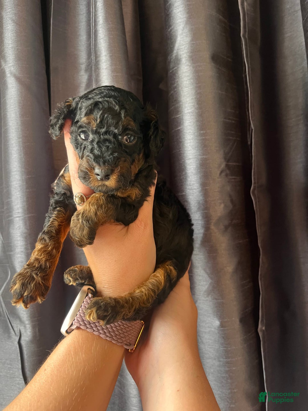 Miniature Poodle dogs for sale: Sadie - Image 4