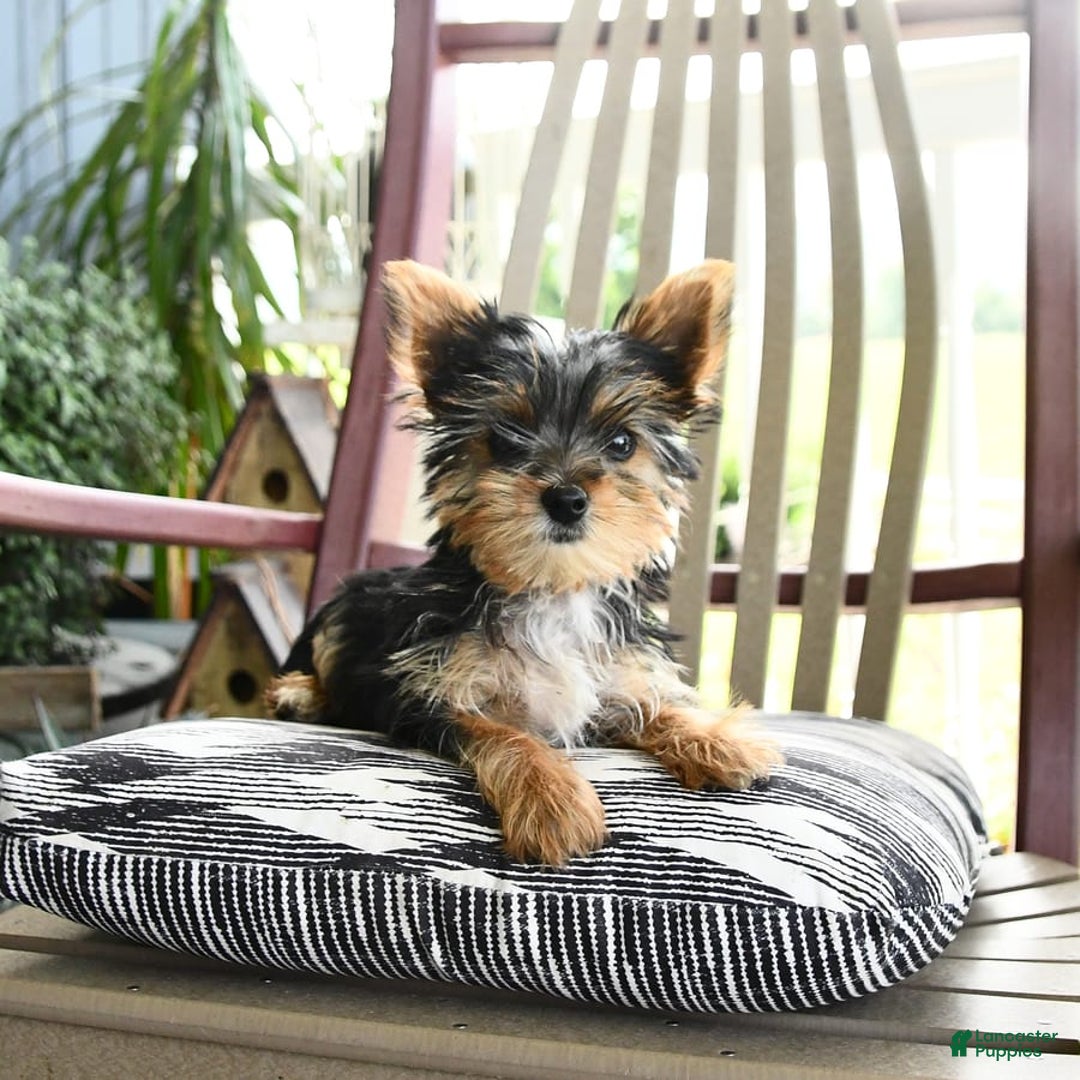 Yorkshire Terrier dogs for sale: Molly - Image 10