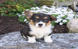 Welsh Corgi Pembroke dogs for sale: Ivy - Image 5