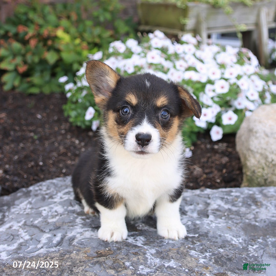 Welsh Corgi Pembroke dogs for sale: Ivy - Image 5