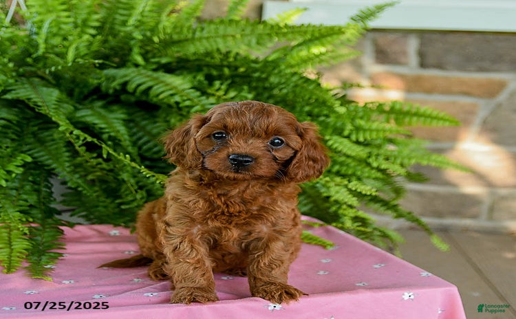 Cavapoo dogs for sale - Ad 2