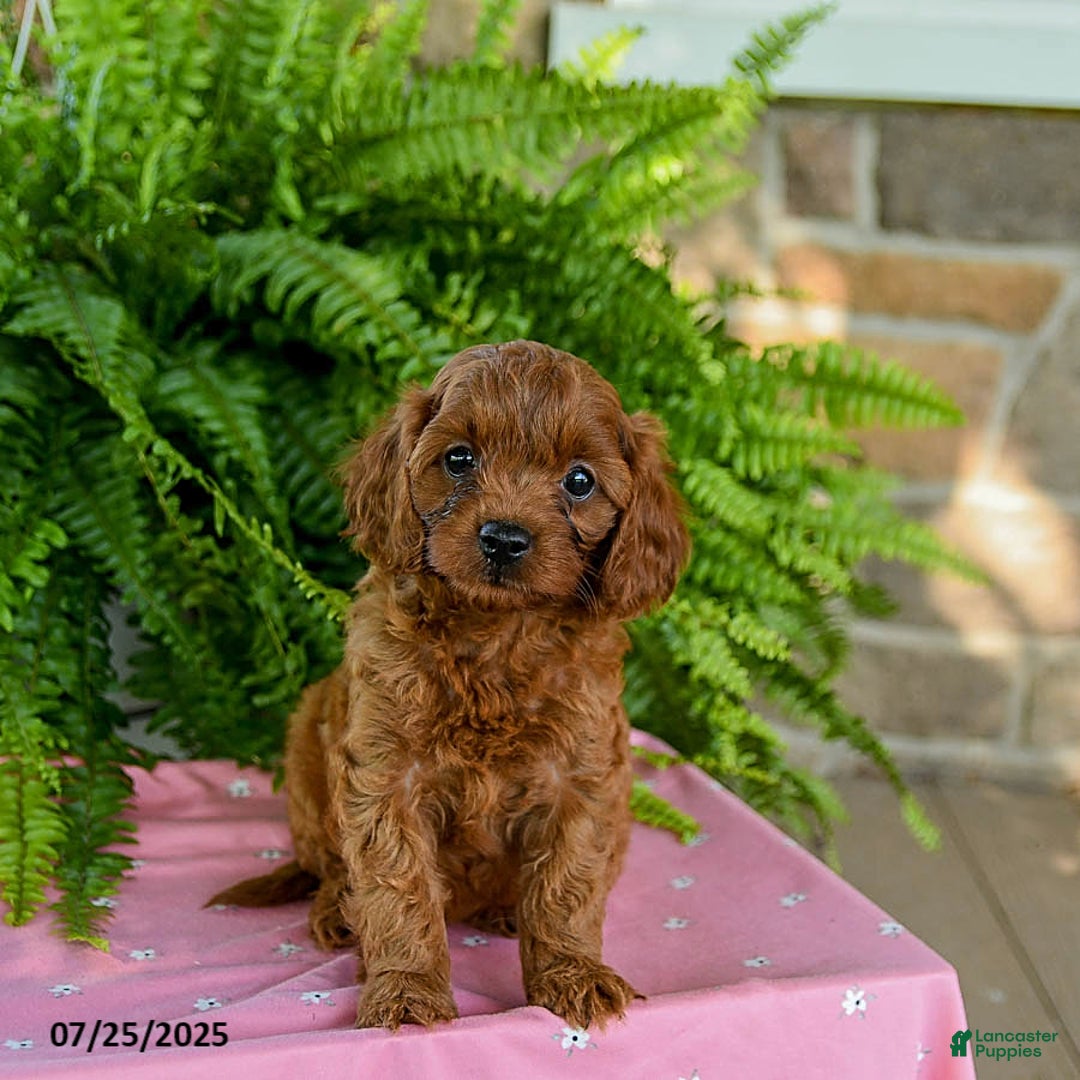 Cavapoo dogs for sale: Violet - Image 1
