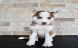 Siberian Husky dogs for sale: Alice - Image 1