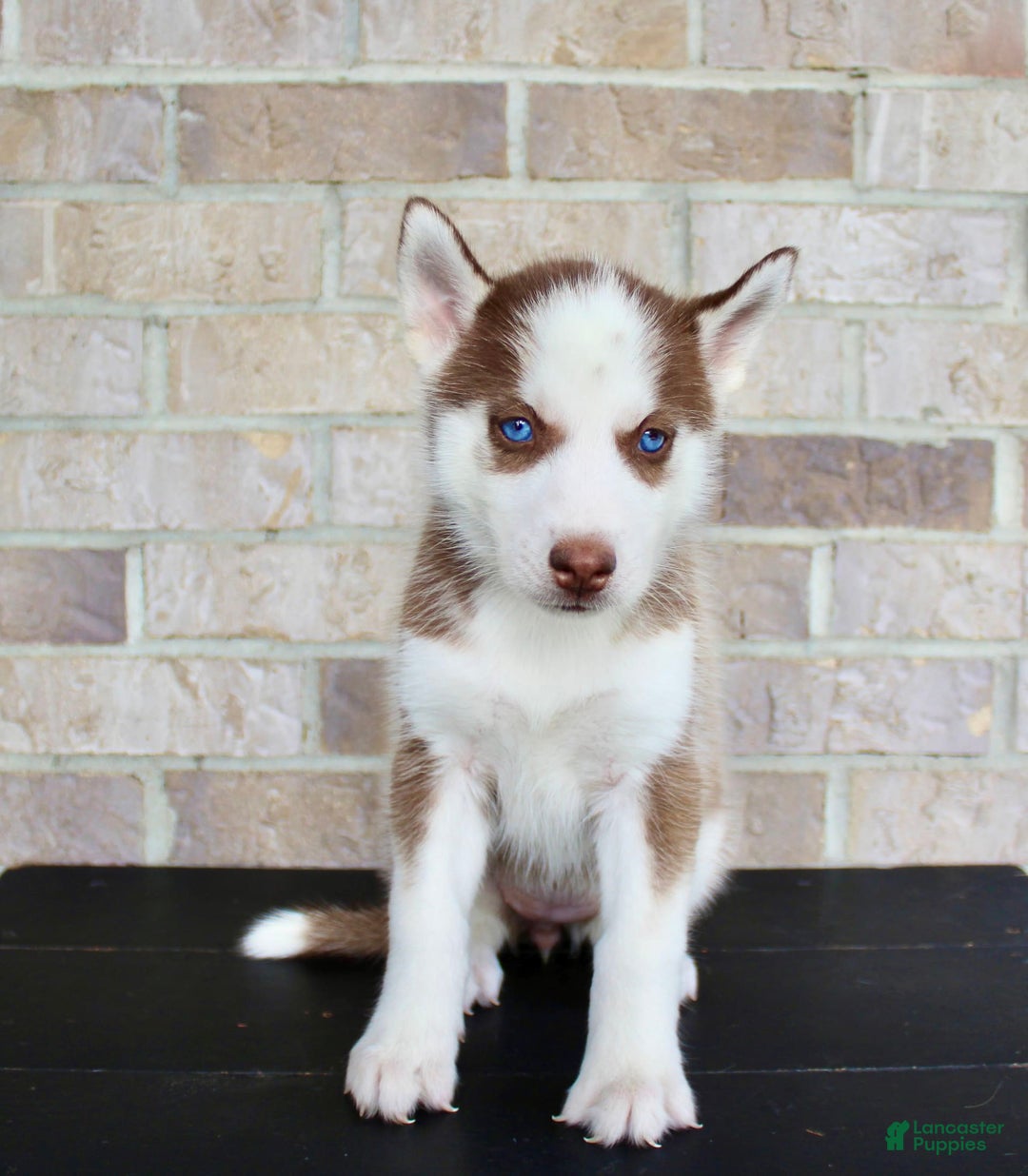 Siberian Husky dogs for sale: Alice - Image 1