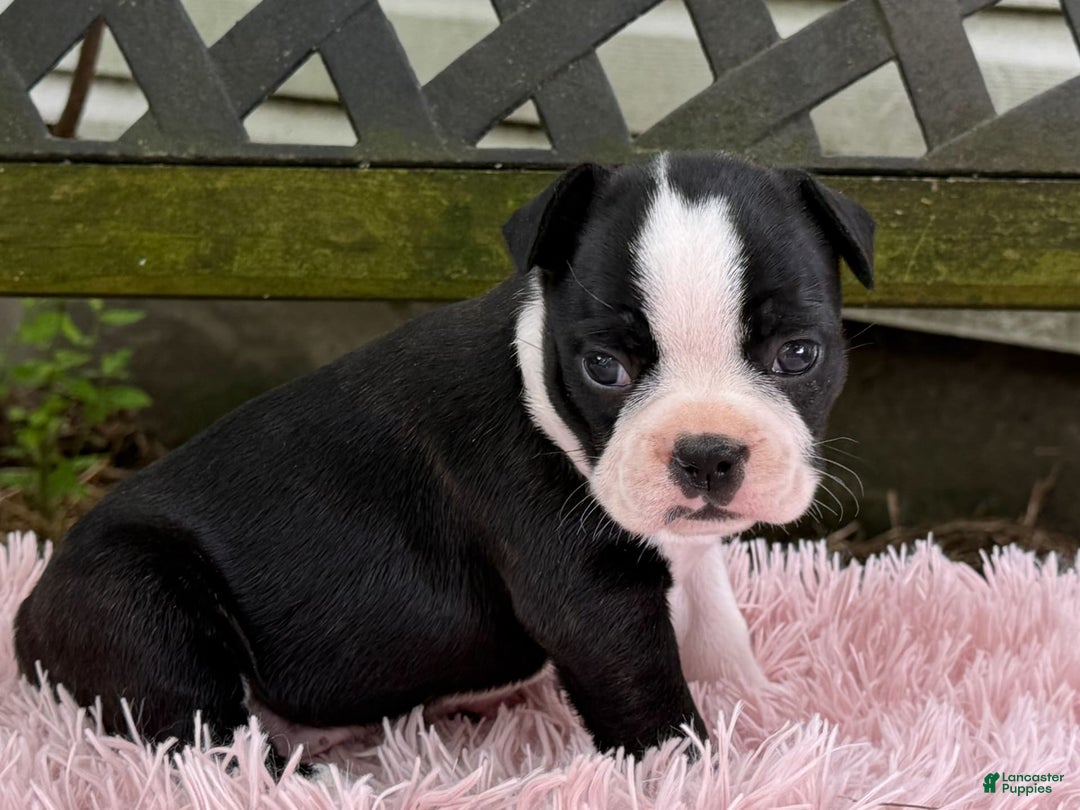 Frenchton dogs for sale: Jodi - Image 10
