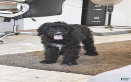 Goldendoodle dogs for sale: Chloe - Image 1