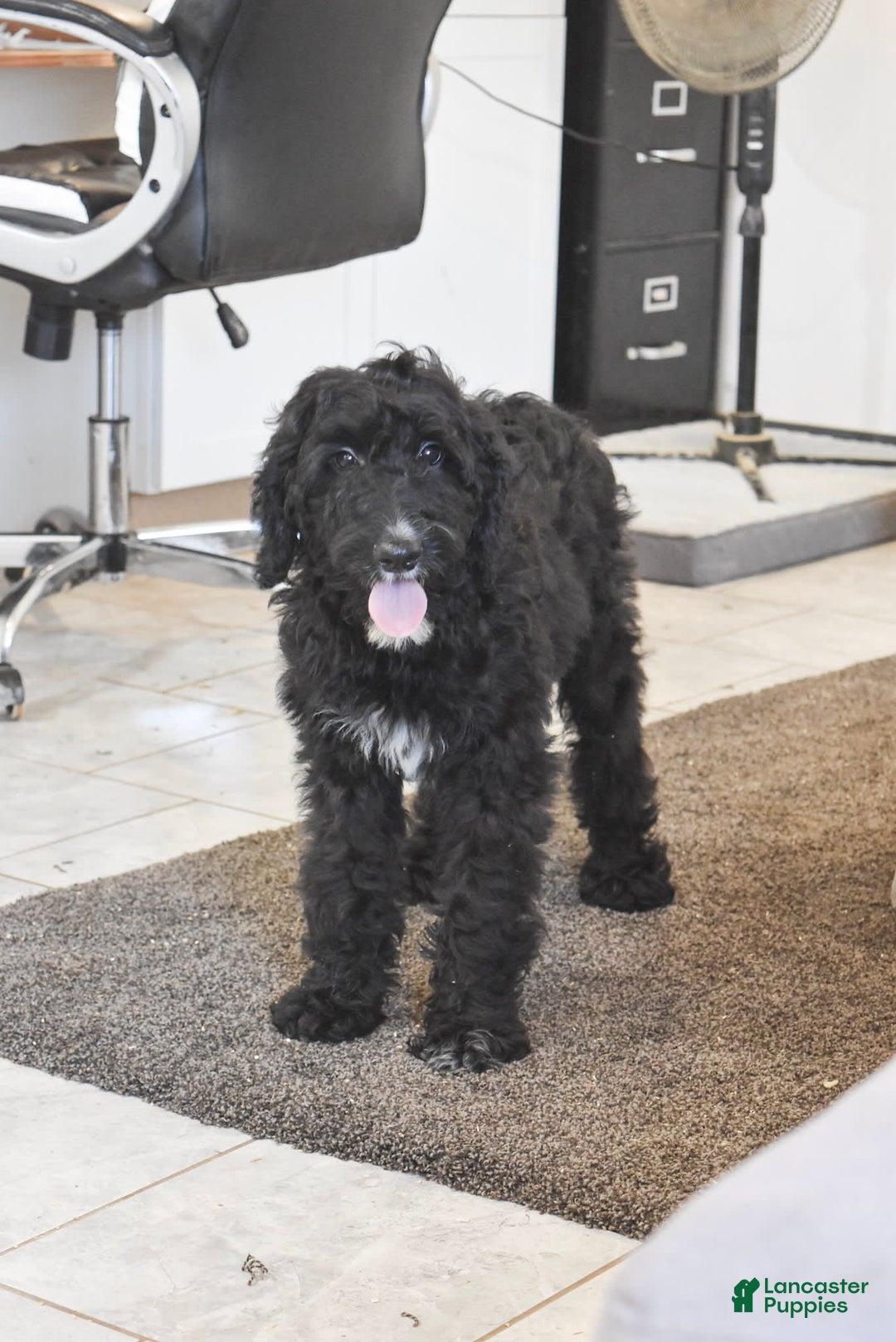 Goldendoodle dogs for sale: Chloe - Image 1