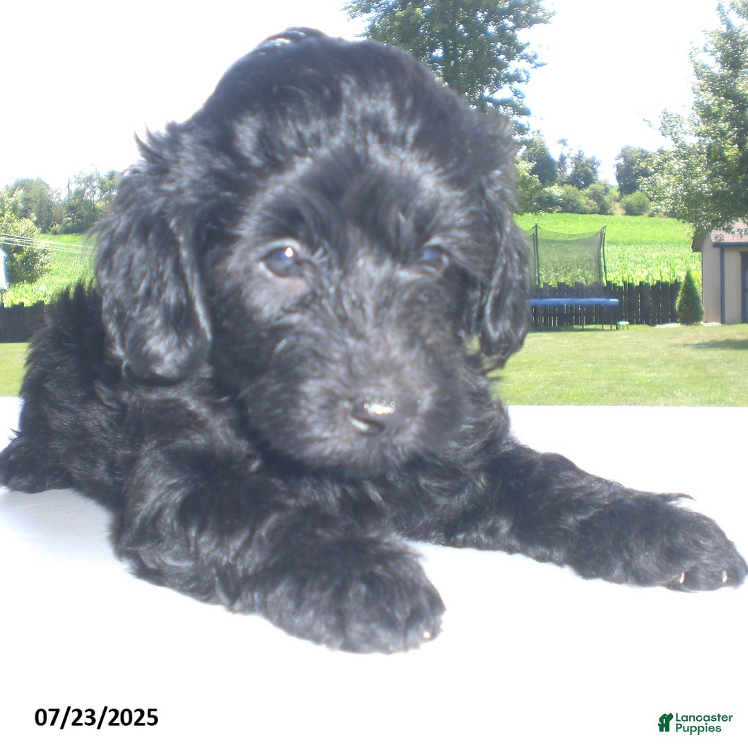 Yorkiepoo dogs for sale: Manny - Image 14