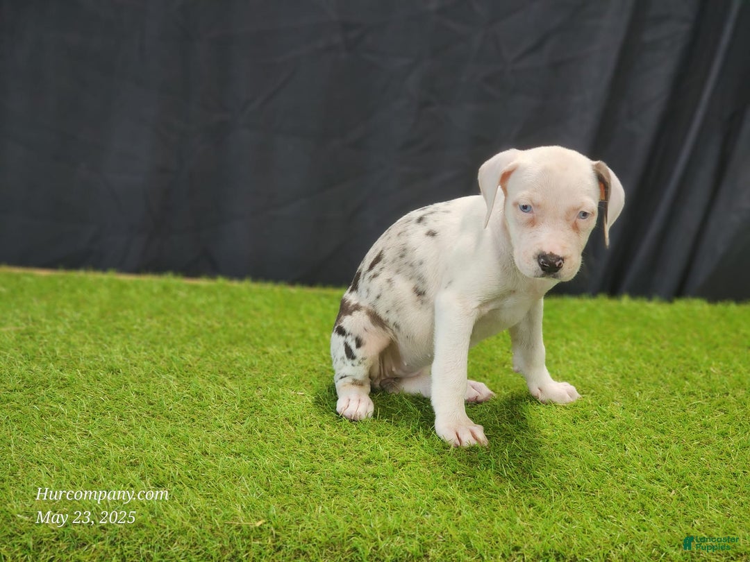 Catahoula Leopard Dog dogs for sale: Diamond 2025 F2 - Image 6