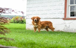Goldendoodle dogs for sale: Cappuccino - Image 6