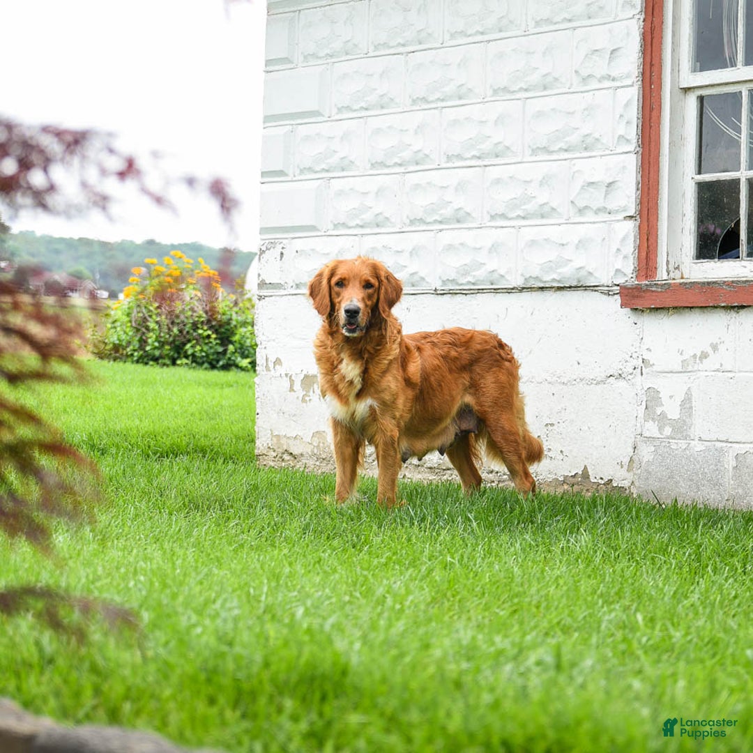 Goldendoodle dogs for sale: Cappuccino - Image 6