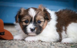 Papillon dogs for sale: Rome - Image 18