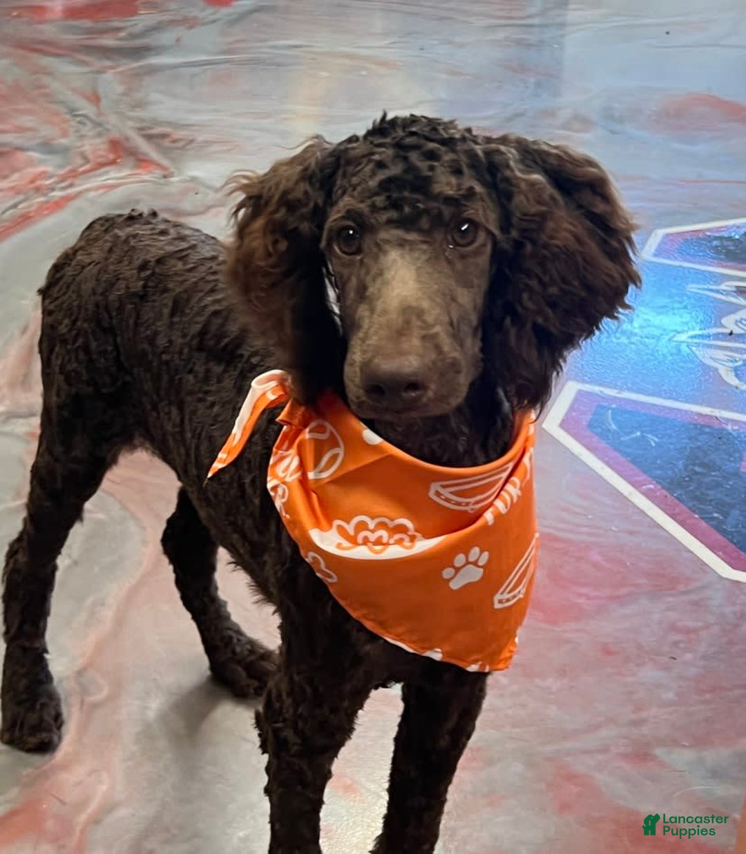 Standard Poodle dogs for sale: Clark - Image 5