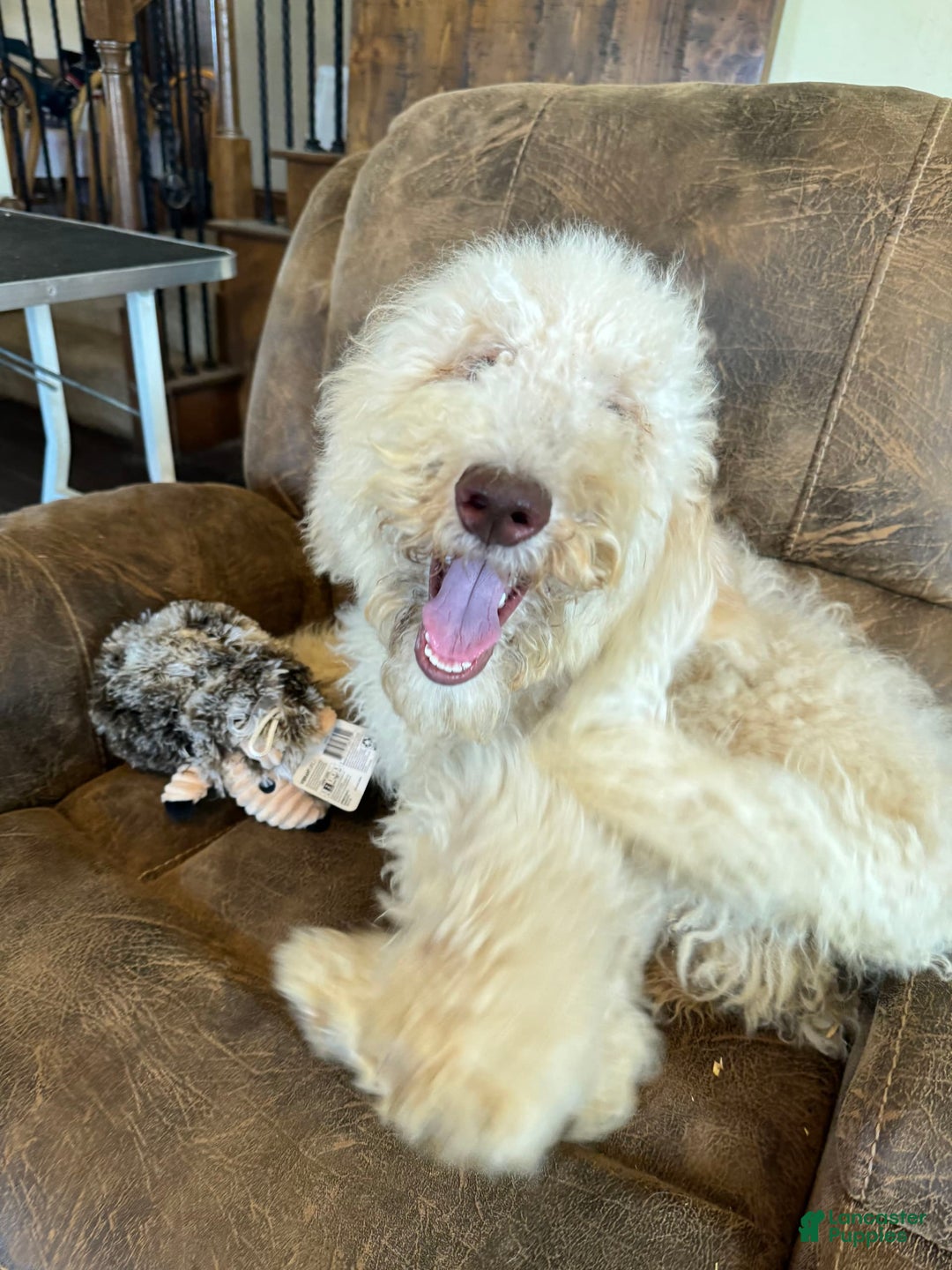 Goldendoodle dogs for sale: Gorgeous Creme Doodle - Image 10