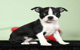 Boston Terrier dogs for sale: Ivy - Image 7
