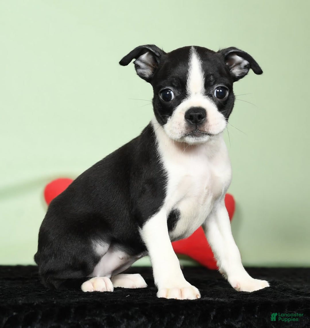 Boston Terrier dogs for sale: Ivy - Image 7