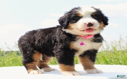 Bernese Mountain Dog dogs for sale: Wenna - Image 4