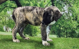 Anatolian Shepherd dogs for sale: Akc Dusty 2025 Male 3 - Image 13