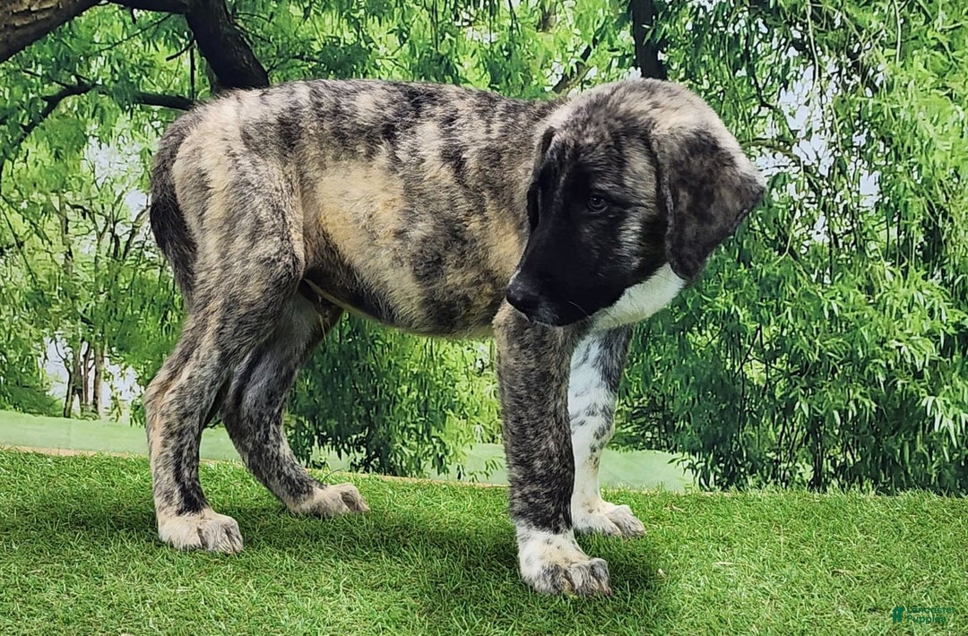 Anatolian Shepherd dogs for sale: Akc Dusty 2025 Male 3 - Image 13