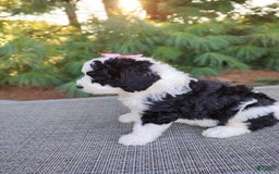 Bernedoodle dogs for sale: Taya - Image 4