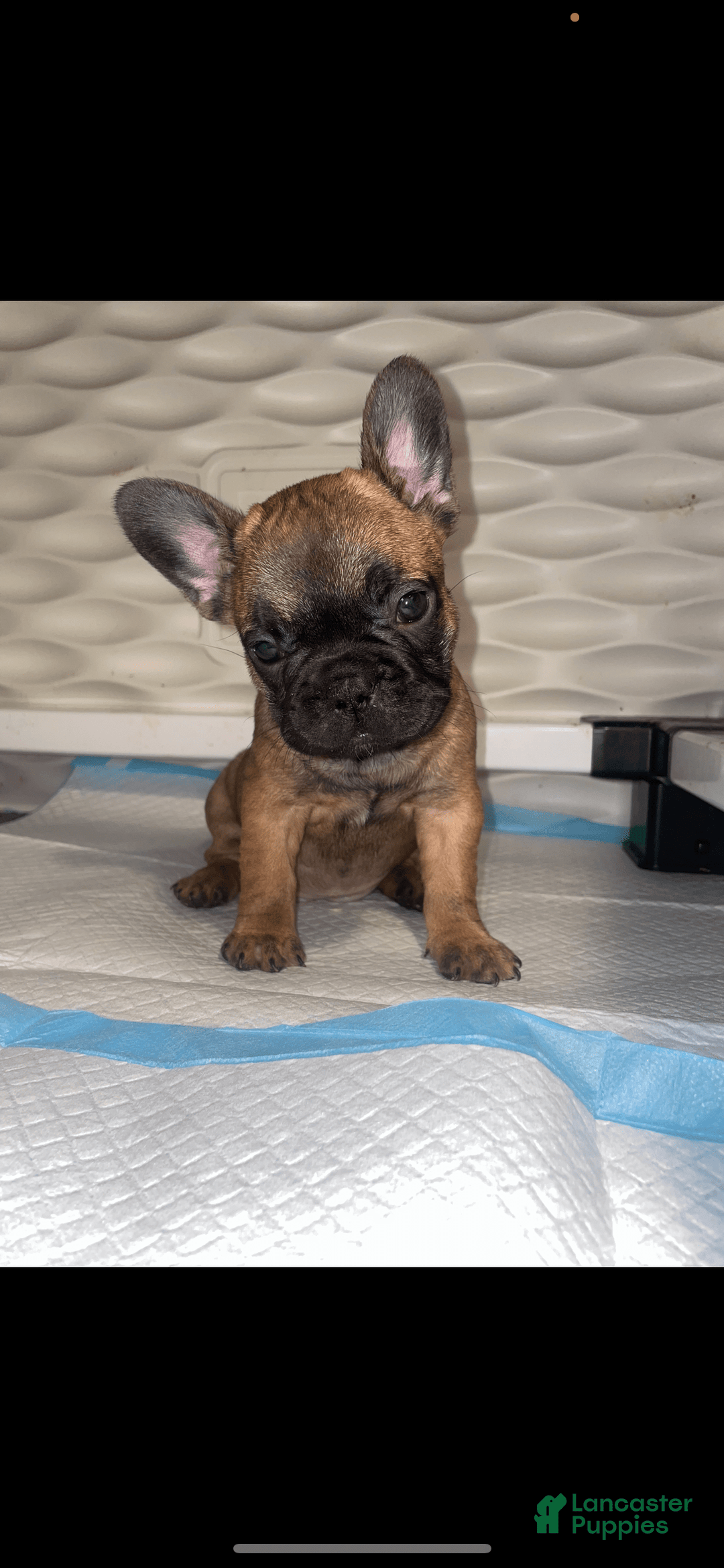 French Bulldog dogs for sale: Cookie - Image 2