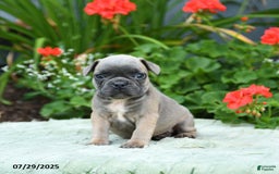 French Bulldog dogs for sale: Bessie - Image 2