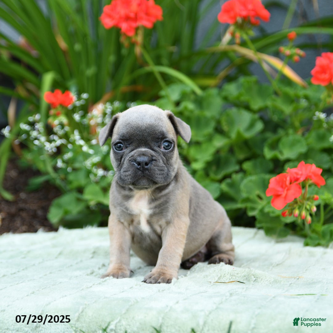 French Bulldog dogs for sale: Bessie - Image 2