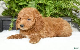 Mini Goldendoodle dogs for sale: Vince - Image 9