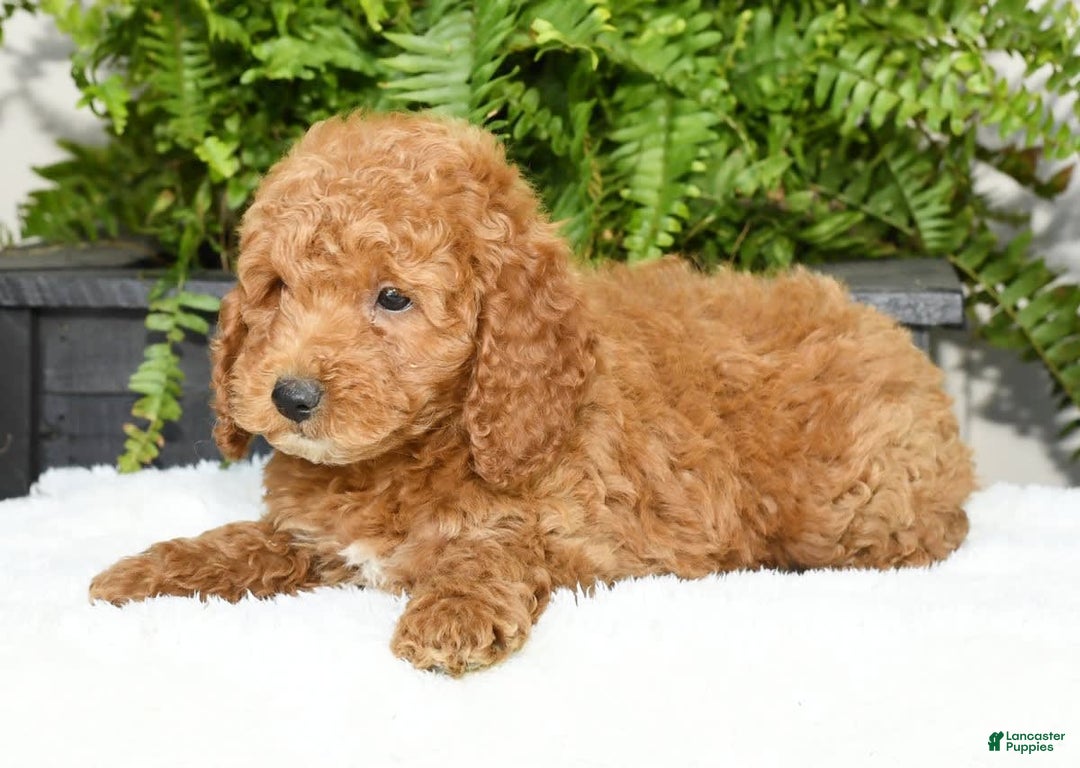 Mini Goldendoodle dogs for sale: Vince - Image 9