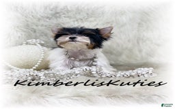 Yorkshire Terrier dogs for sale: Little Blair - Image 2