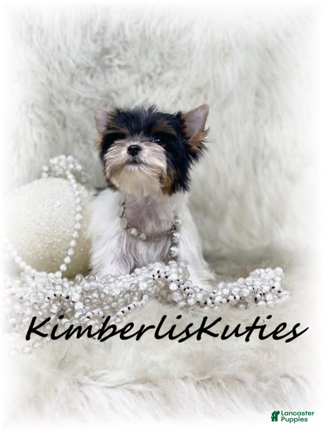 Yorkshire Terrier dogs for sale: Little Blair - Image 2