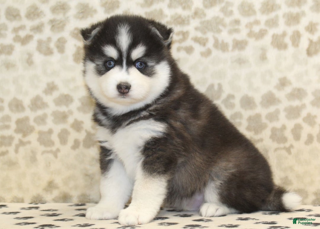 Pomsky dogs for sale: Charlie - Image 1