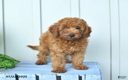 Mini Goldendoodle dogs for sale: Montana - Image 3