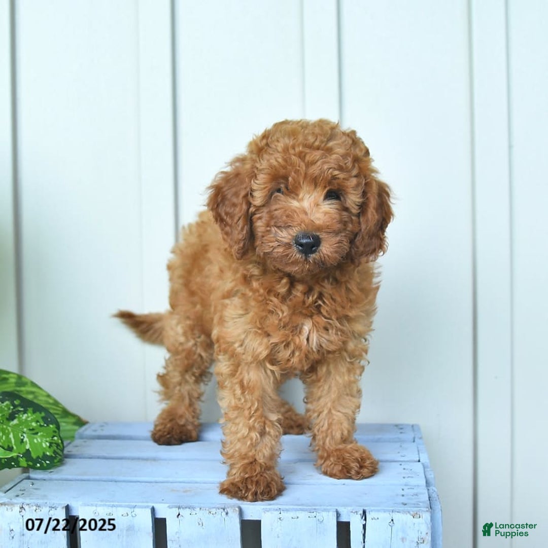 Mini Goldendoodle dogs for sale: Montana - Image 3