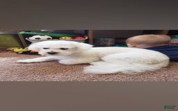 Bichpoo dogs for sale: Amelia - Image 10