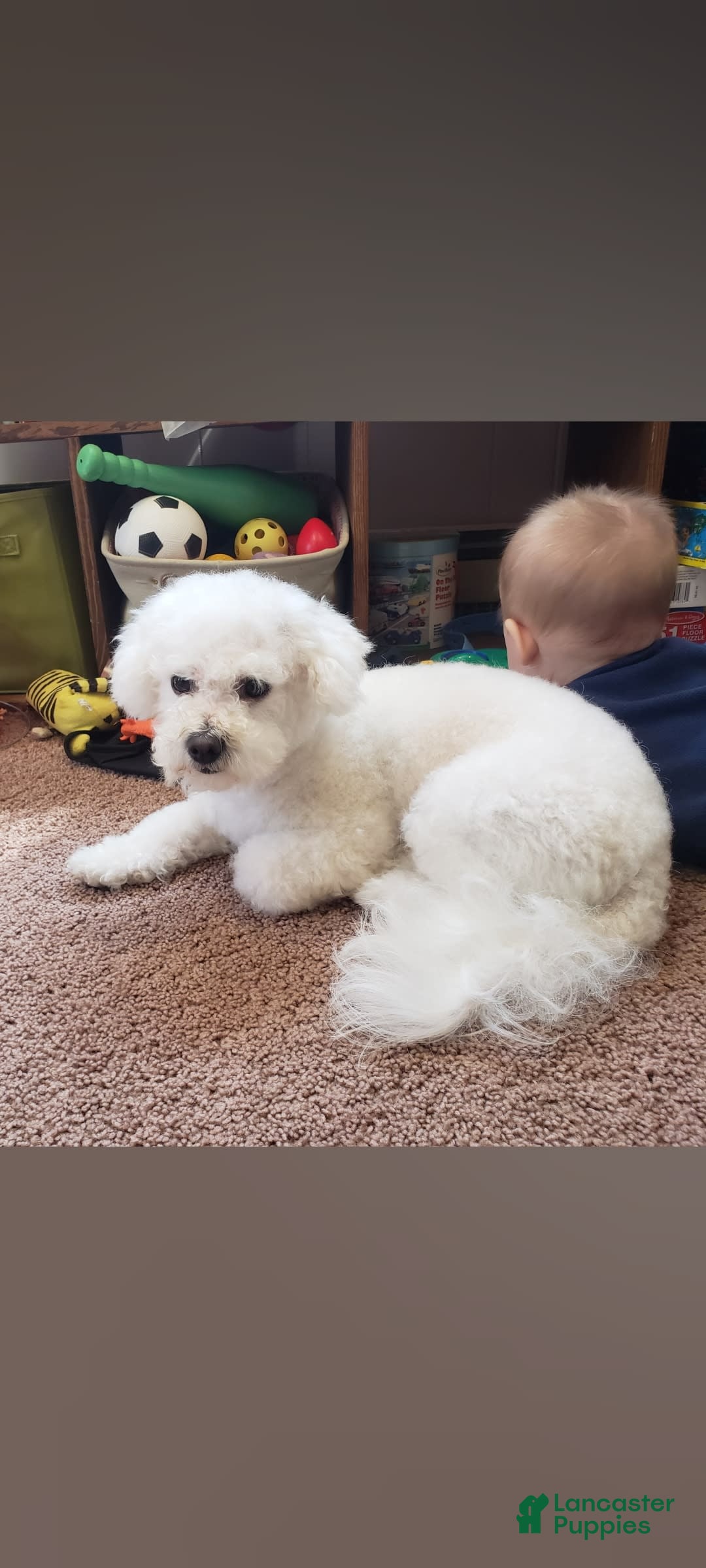 Bichpoo dogs for sale: Amelia - Image 10
