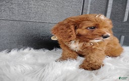 Cavapoo dogs for sale: Cavapoo 4 puppies - Image 9