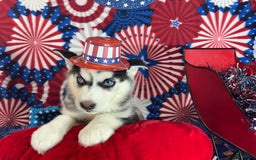 Siberian Husky dogs for sale: zeus - Image 5