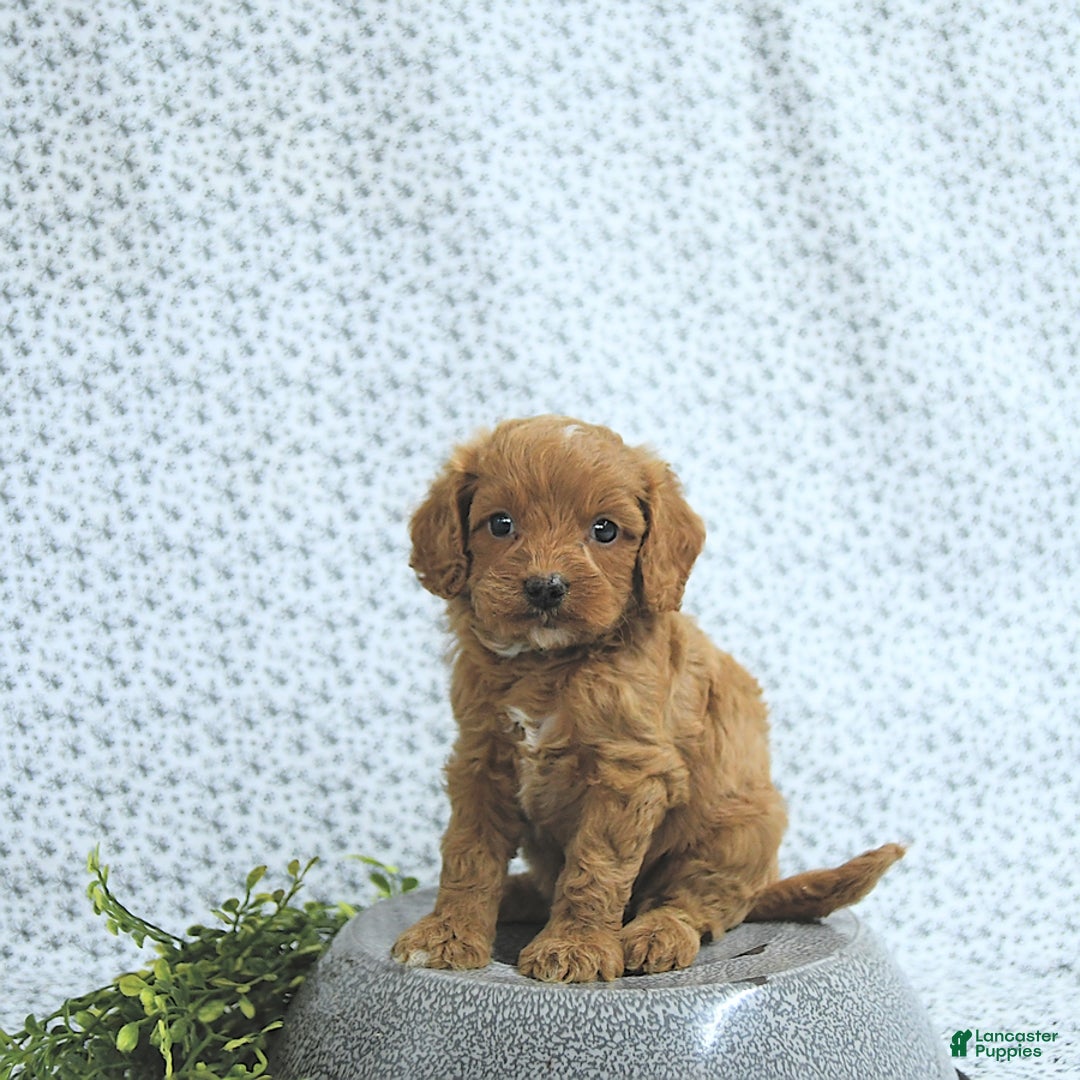 Cavapoo dogs for sale: Ryder - Image 3