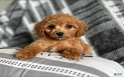 Mini Goldendoodle dogs for sale: Minnie Mini F1b - Image 14